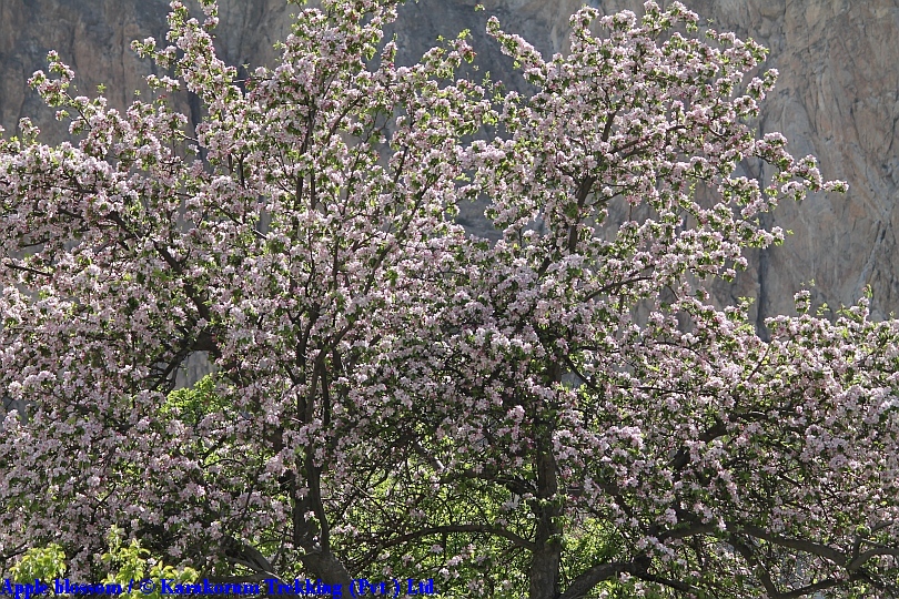 T11_Apple blossom.jpg wird geladen
