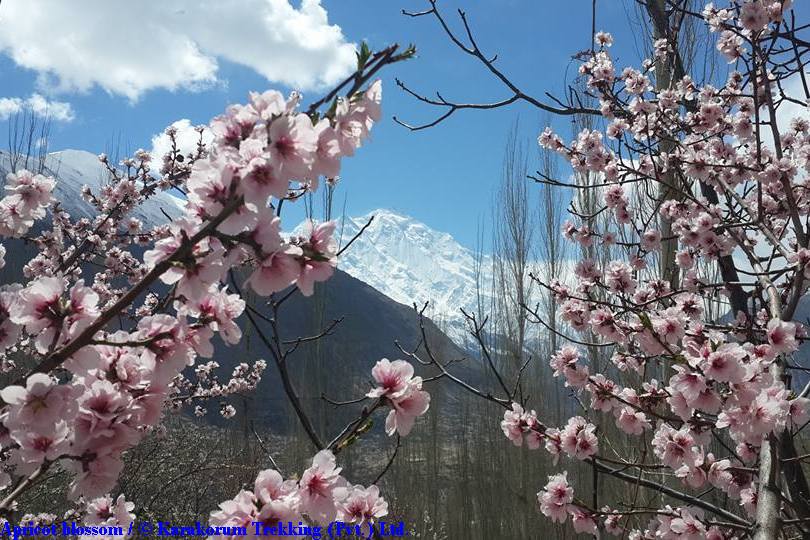 T11_Apricot blossom.jpg wird geladen