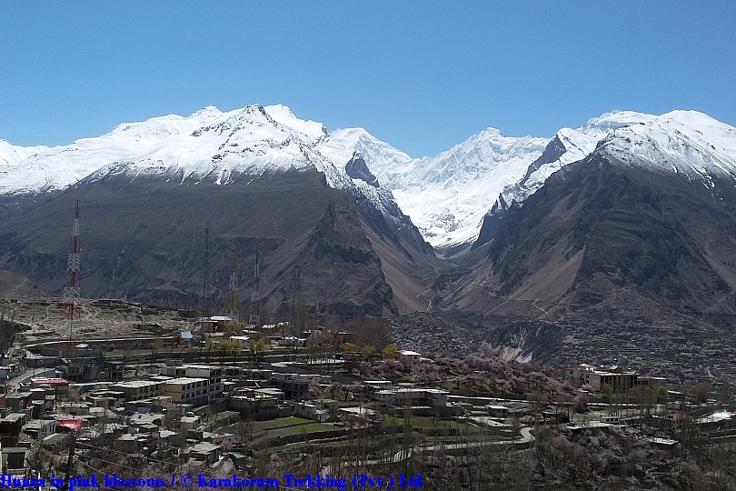 T11_Hunza in pink blossoms.jpg wird geladen
