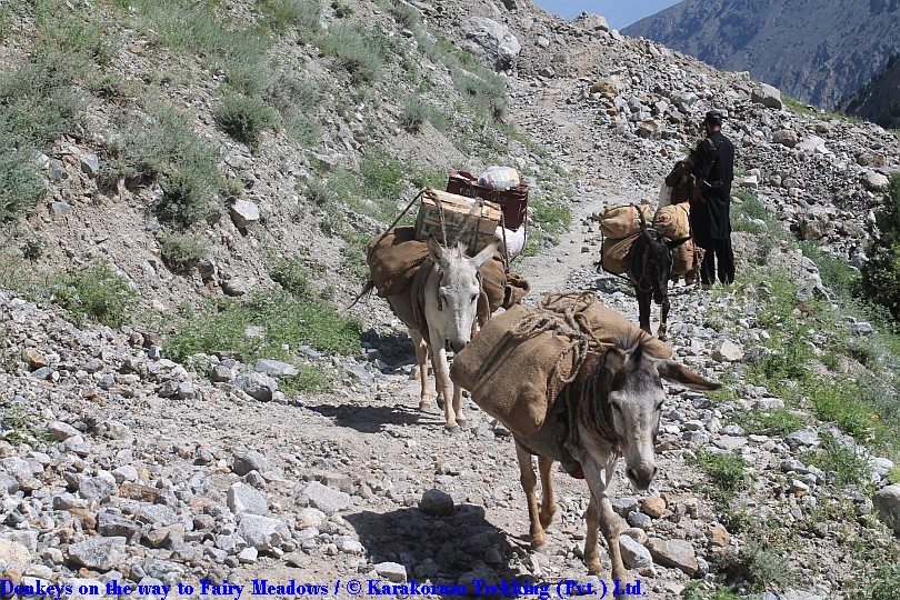 T1_Donkeys on the way to Fairy Meadows.jpg wird geladen