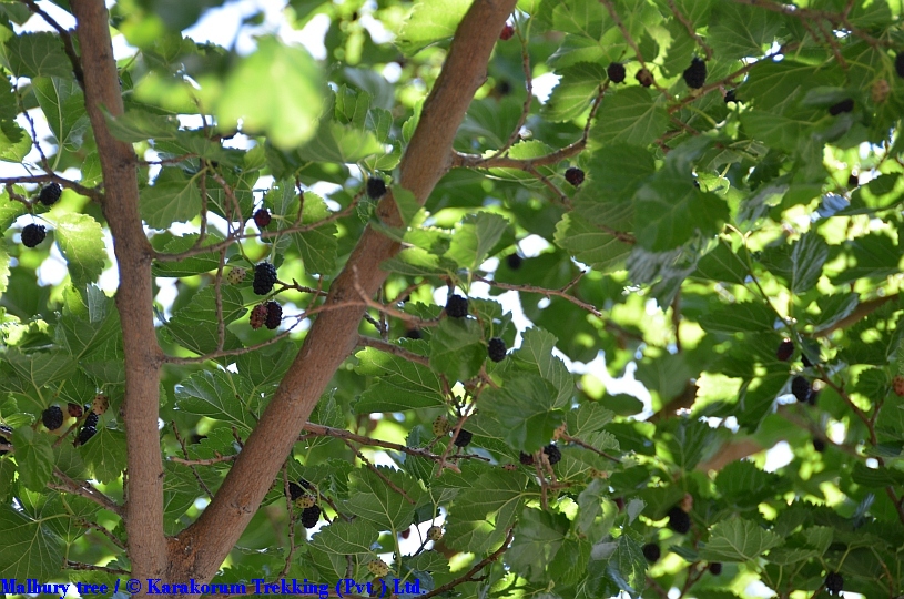 T4_Malbury tree.jpg wird geladen