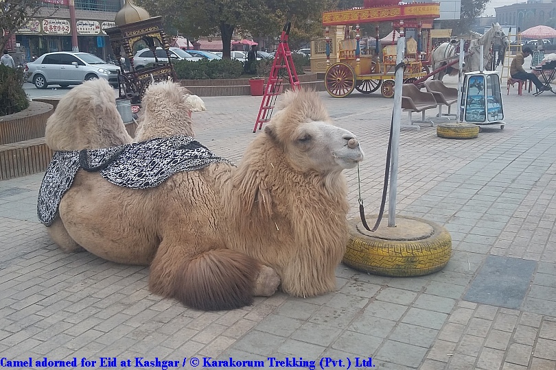 T6_Camel adorned for Eid at Kashgar.jpg wird geladen
