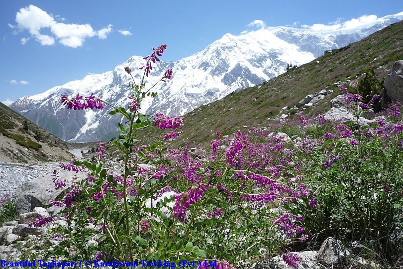 T7_Beautiful Taghapari.jpg wird geladen