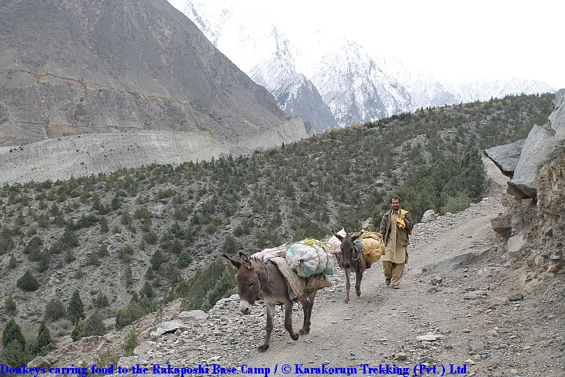 T7_Donkeys carring food to the Rakaposhi Base Camp.jpg wird geladen