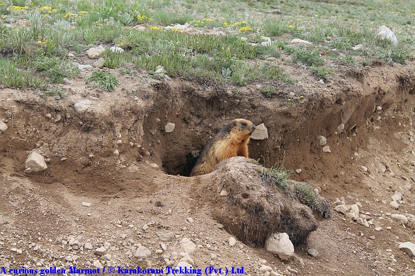 T8_A curious golden Marmot.jpg wird geladen