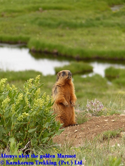 T8_Always alert the golden Marmot.jpg wird geladen