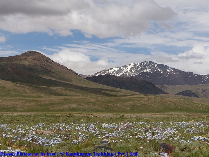 T8_Deosai Plateau at its best.jpg wird geladen