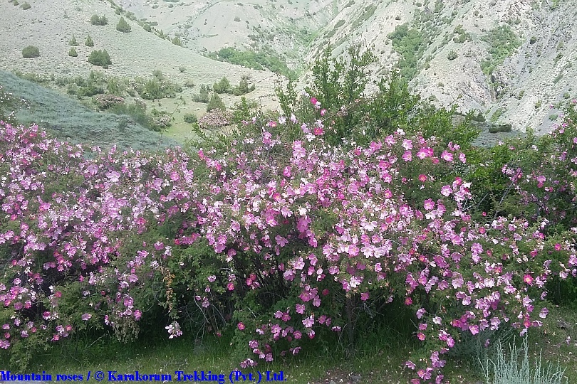 T8_Mountain roses.jpg wird geladen